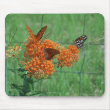 Butterfly Weed
