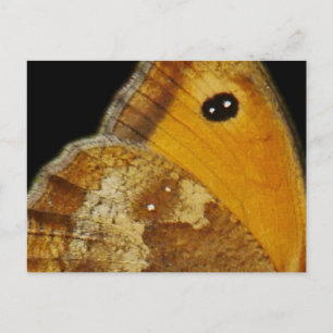 Butterfly Wing Postcard