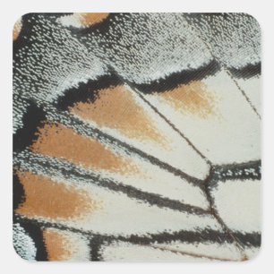 Butterfly Wing Square Sticker