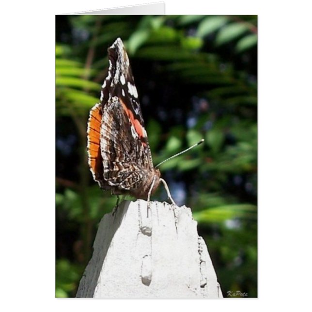 Butterfly Wings (Front)