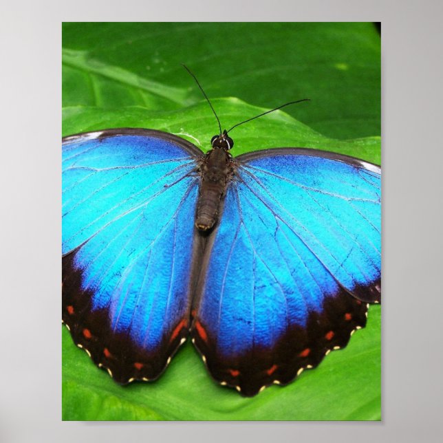 BUTTERFLY WINGS POSTER (Front)