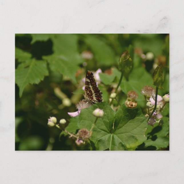 Butterfly with closed wings on a flower postcard (Front)