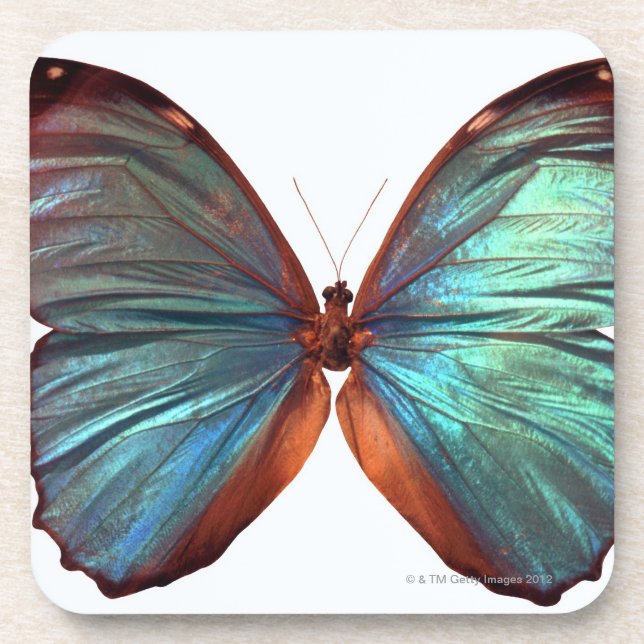 Butterfly with wings spread 2 coaster (Front)