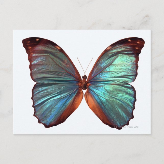 Butterfly with wings spread 2 postcard (Front)