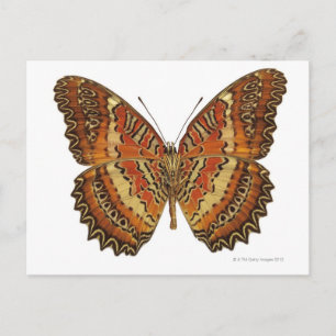 Butterfly with wings spread postcard