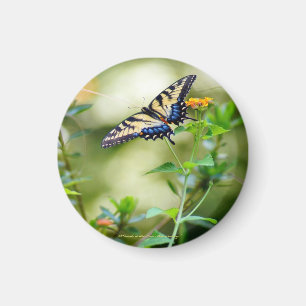 Butterfly World Magnet