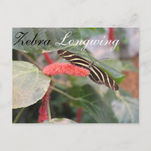 Butterfly Zebra Longwing # 1 Postcard