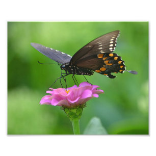Butterfly Zinnia Photo Print