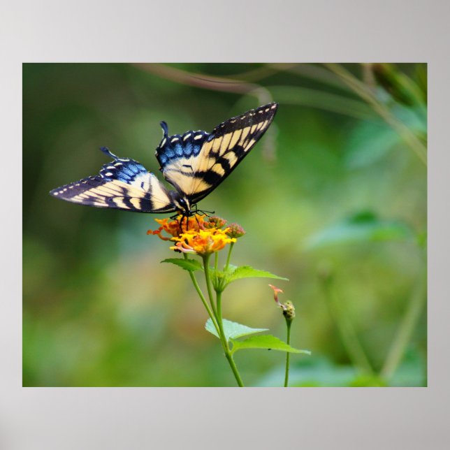 ButterFly'n Poster (Front)