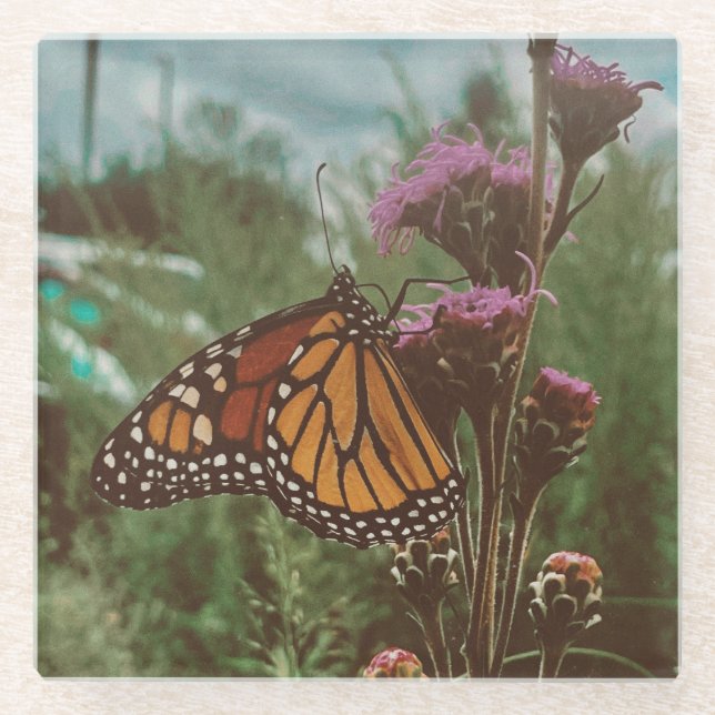 butterflys orange  glass coaster (Front)