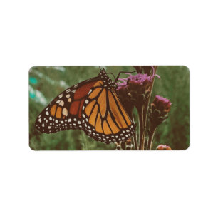 butterflys orange label