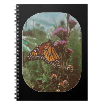butterflys orange