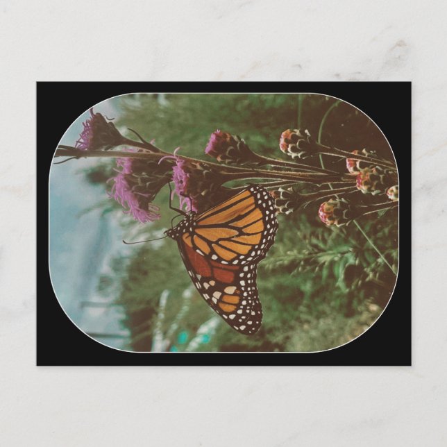 butterflys orange  postcard (Front)