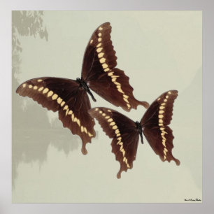 Butterfly's Print
