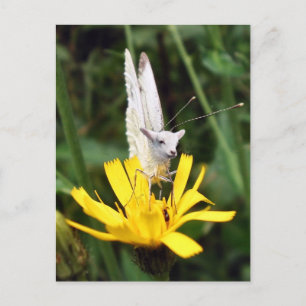 Butterlamb Postcard