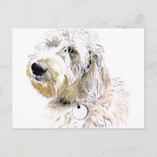 Butters the Labradoodle Postcard