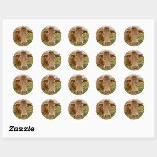 Butterscotch Cow Stickers