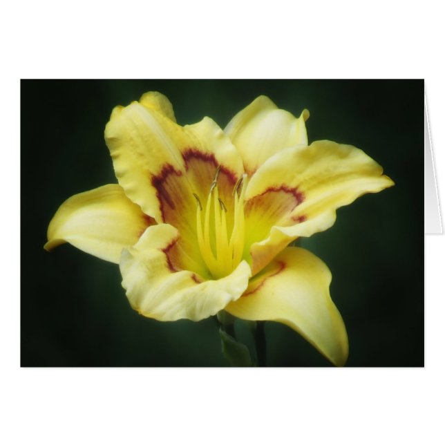 Buttery Yellow - Daylily (Front Horizontal)