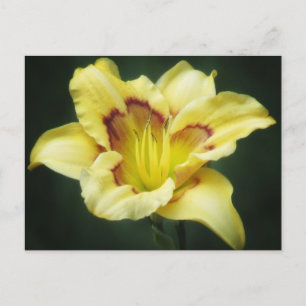 Buttery Yellow - Daylily Postcard