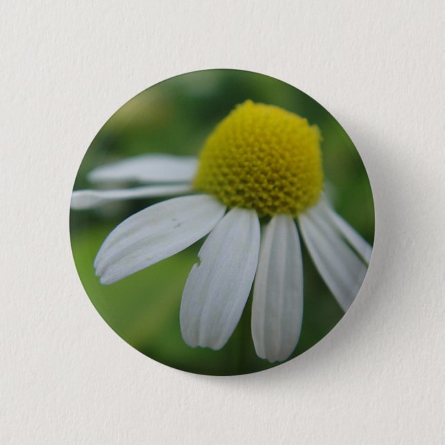 Button chamomile bloom (Front)