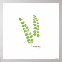 Button Fern Illustration |  Fern Botanical Print