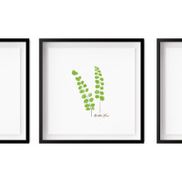 Button Fern Illustration |  Fern Series