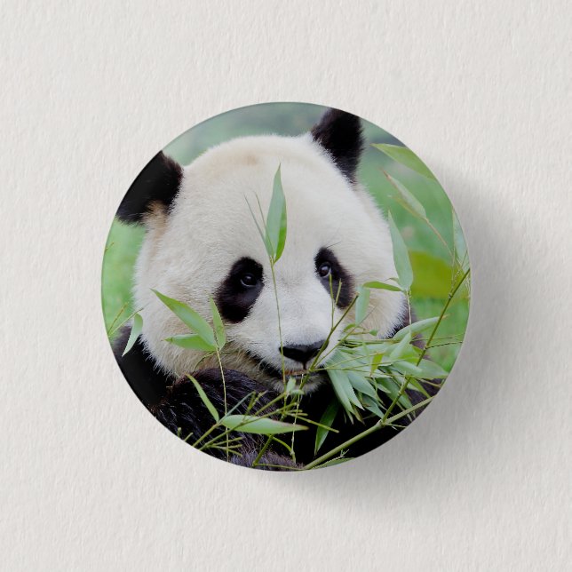 Button Photo giant panda , animals 0036. (Front)