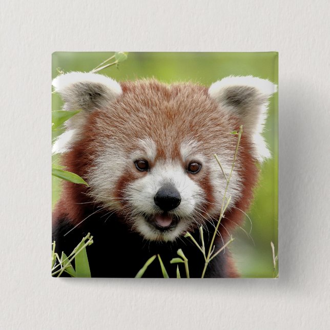 Button Photo red panda , animals 0045. (Front)