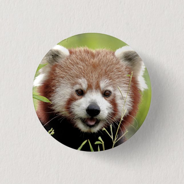 Button Photo red panda , animals 0049. (Front)