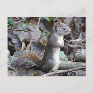 Button the Douglas Squirrel Postcard