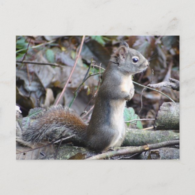 Button the Douglas Squirrel Postcard (Front)