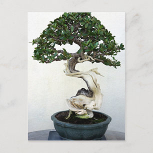 Buttonwood Bonsai Tree Postcard