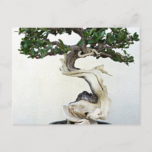 Buttonwood Bonsai Tree Postcard (Front)