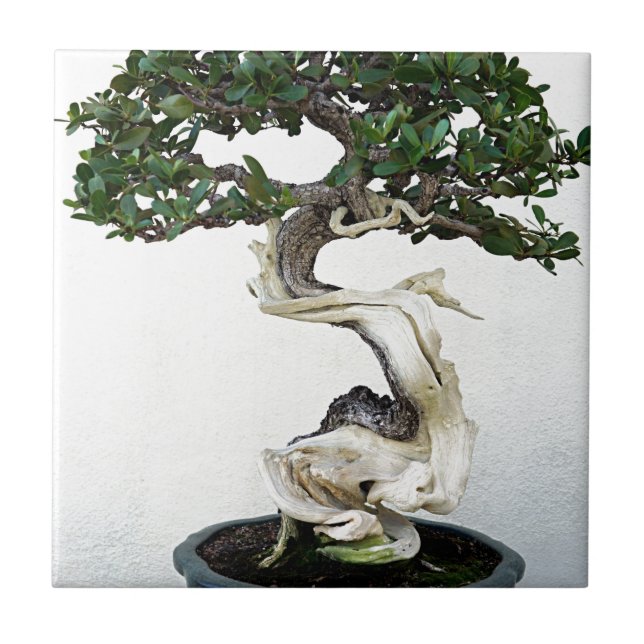 Buttonwood Bonsai Tree Tile (Front)