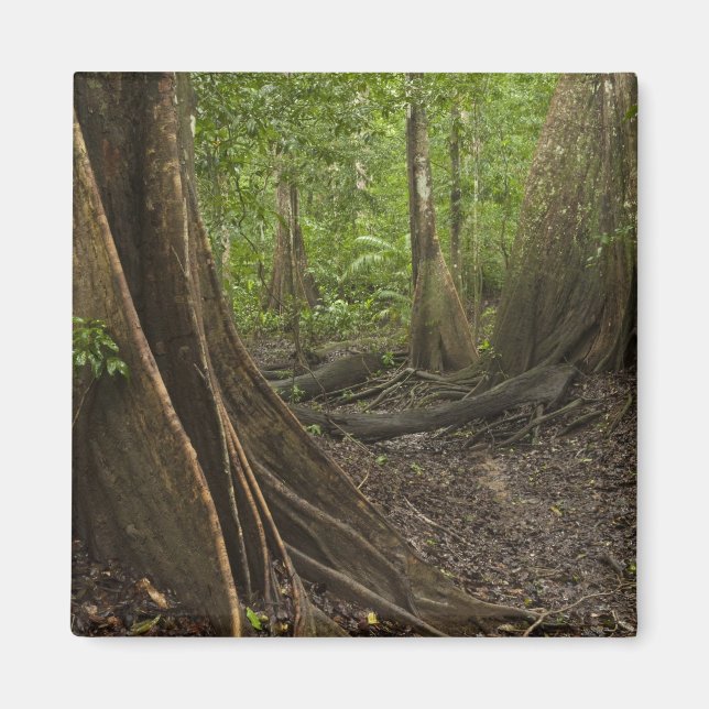 Buttress Roots. Rainforest, Mapari Rupununi, 2 Magnet (Front)
