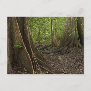 Buttress Roots. Rainforest, Mapari Rupununi, 2 Postcard