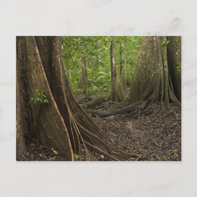 Buttress Roots. Rainforest, Mapari Rupununi, 2 Postcard (Front)