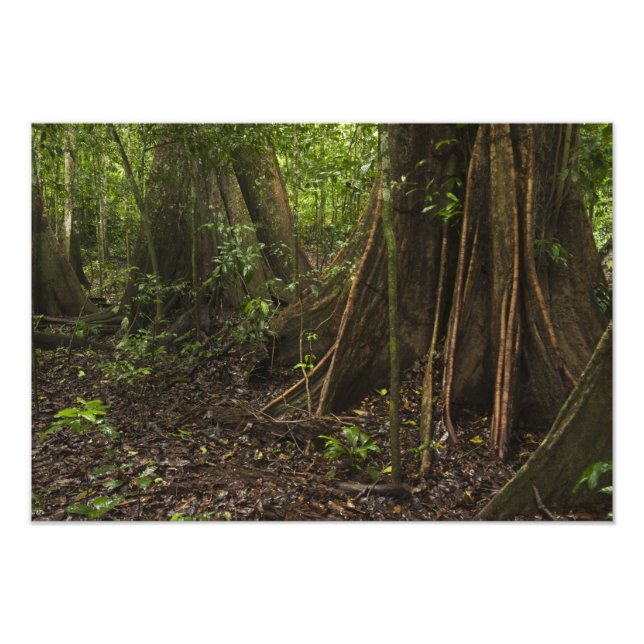 Buttress Roots. Rainforest, Mapari Rupununi, Photo Print (Front)