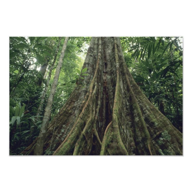 Buttressed tree in rainforest, Corcovado Photo Print (Front)