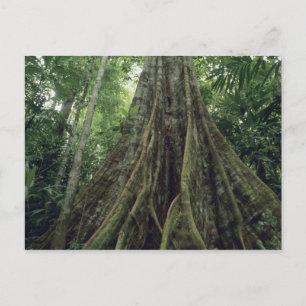 Buttressed tree in rainforest, Corcovado Postcard