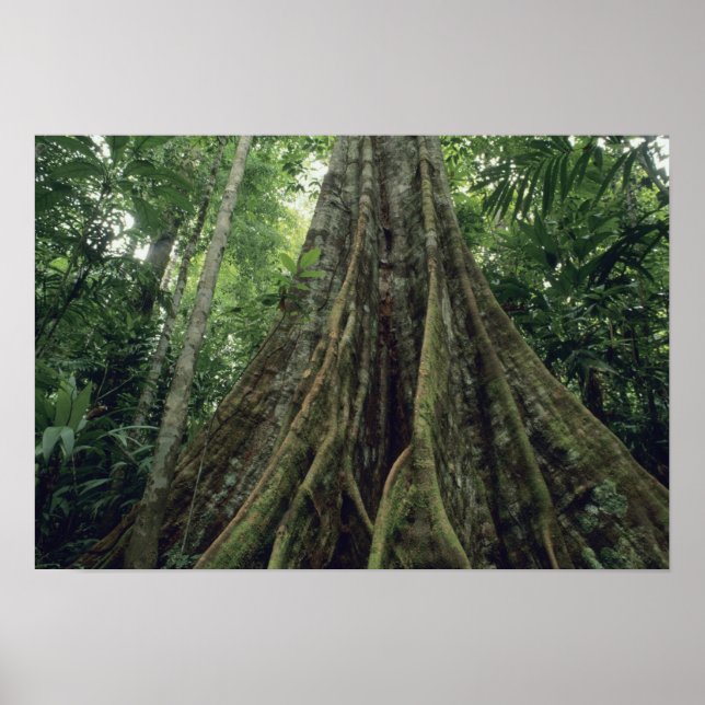 Buttressed tree in rainforest, Corcovado Poster (Front)