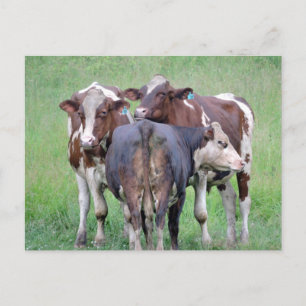 Butts Up Cow Postcard