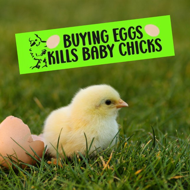 Buying Eggs Kills Baby Chicks, Vegan Activism Bumper Sticker (Creator Uploaded)