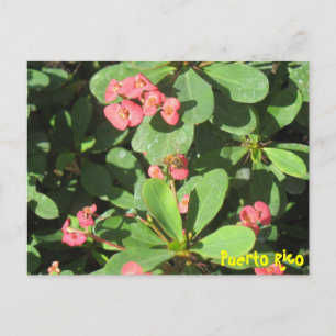 Buzz Off Postcard