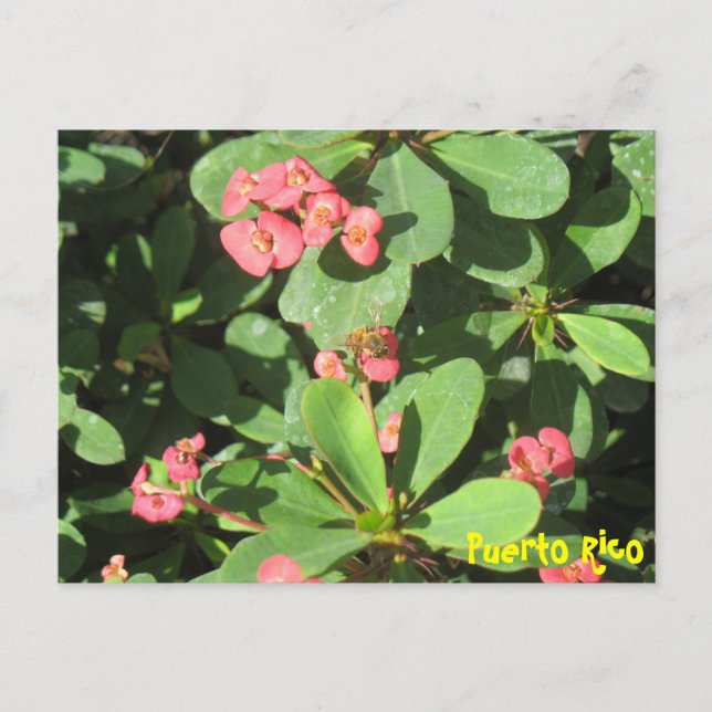Buzz Off Postcard (Front)