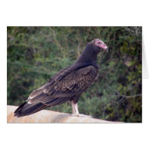 Buzzard - Glad you're feeling better