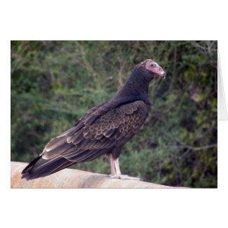 Buzzard - Glad you're feeling better