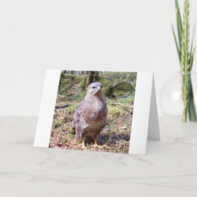 Buzzard Greeting Card – Wildlife Buzzard (Front)