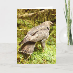 Buzzard Looking for Grubs Greetings Card Add Text
