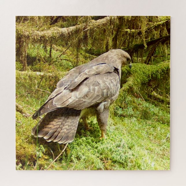 Buzzard looking for grubs jigsaw puzzle (Horizontal)